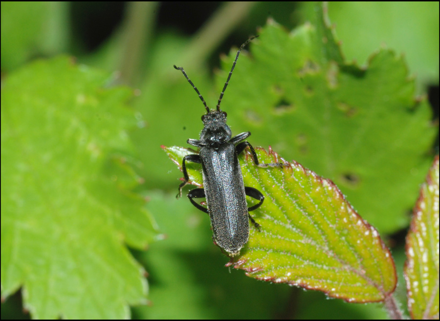 oedemera lurida?